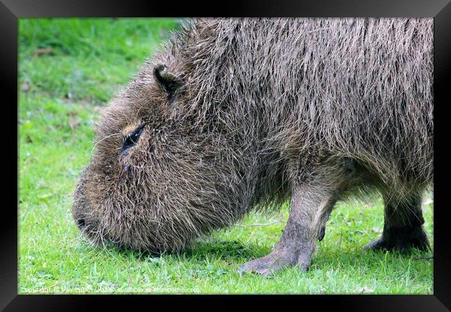 Capybara Framed Print by Ray Putley