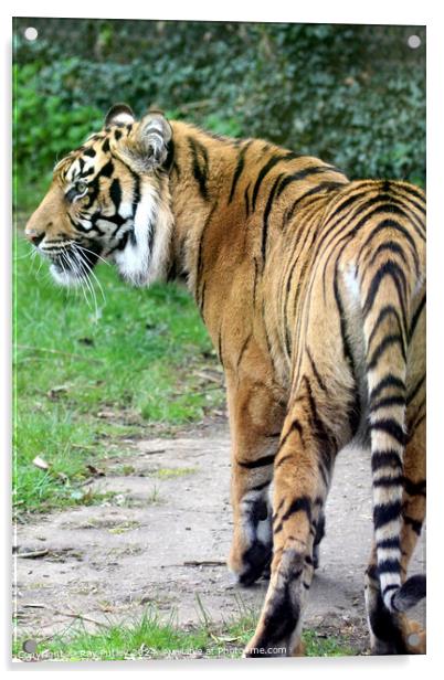 Sumatran Tiger Acrylic by Ray Putley