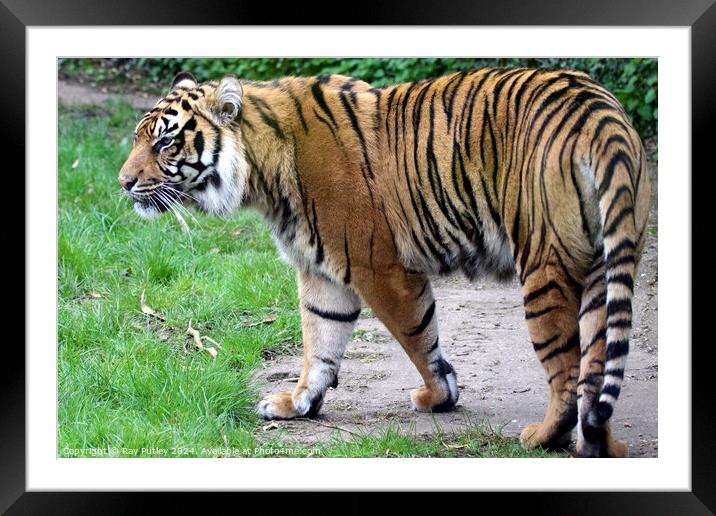Sumatran Tiger Framed Mounted Print by Ray Putley