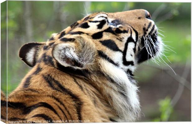 Sumatran Tiger Canvas Print by Ray Putley