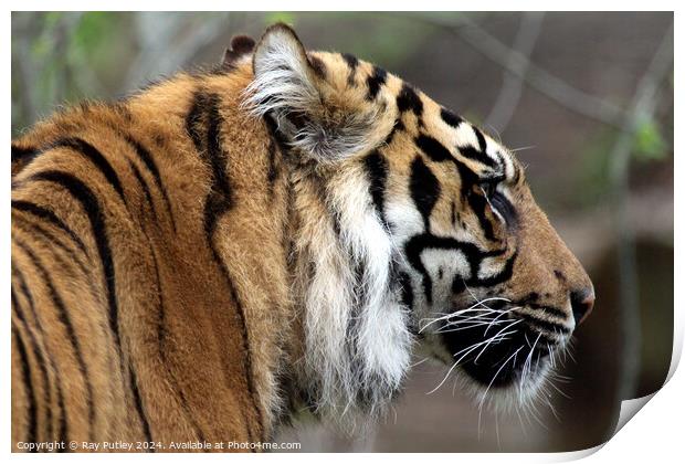 Sumatran Tiger Print by Ray Putley