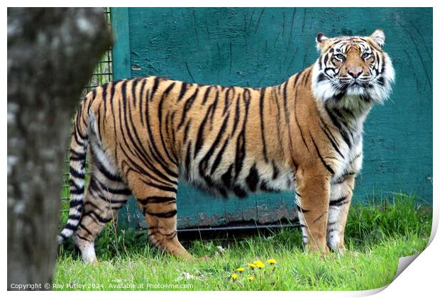 Sumatran Tiger Print by Ray Putley