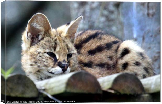 Serval Canvas Print by Ray Putley