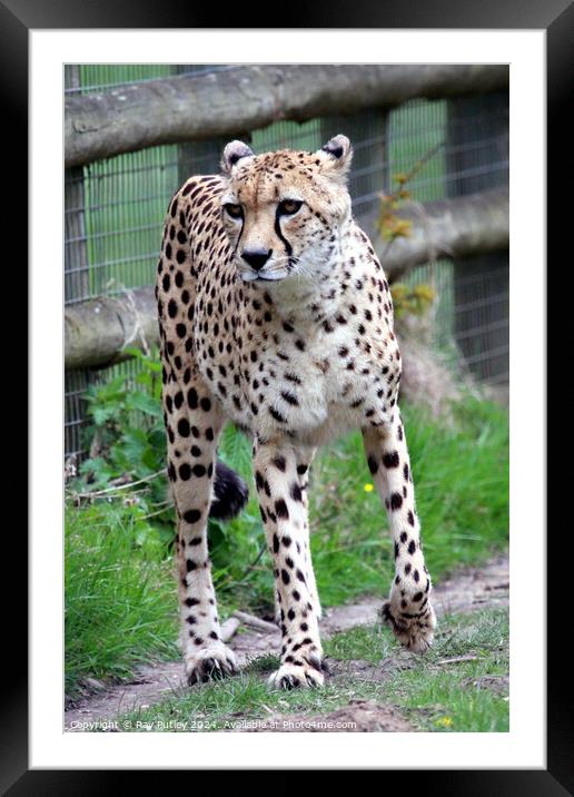 Cheetah Framed Mounted Print by Ray Putley