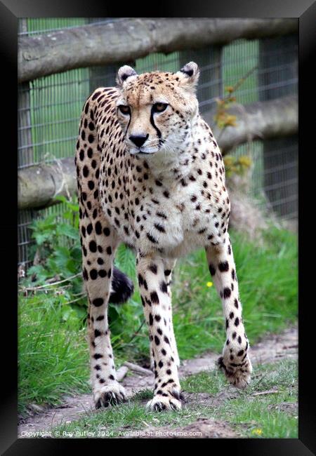 Cheetah Framed Print by Ray Putley