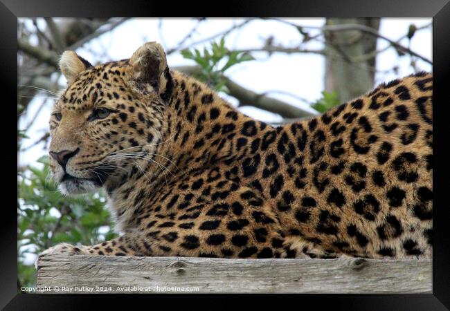 Leopard Framed Print by Ray Putley