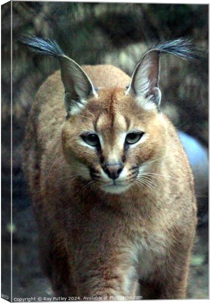 Caracal Canvas Print by Ray Putley