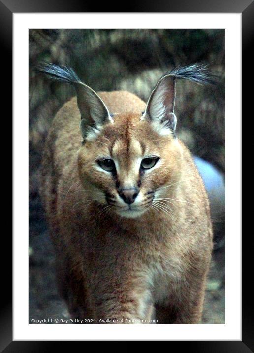 Caracal Framed Mounted Print by Ray Putley