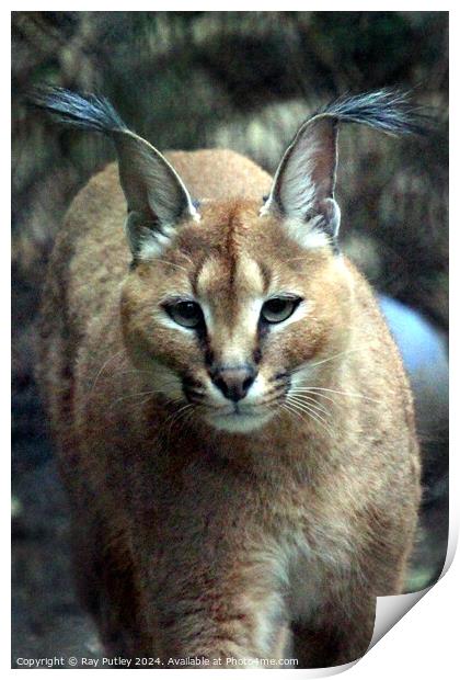 Caracal Print by Ray Putley