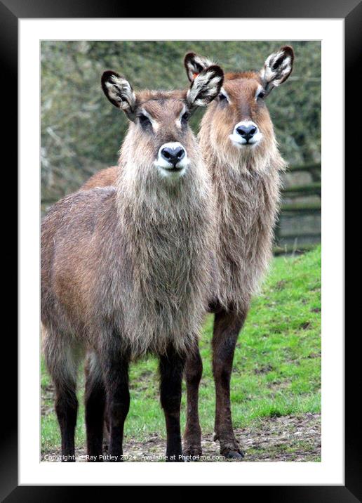 Defassa Waterbuck Framed Mounted Print by Ray Putley
