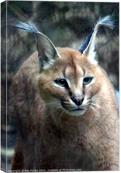 Caracal Canvas Print by Ray Putley