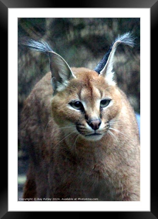Caracal Framed Mounted Print by Ray Putley