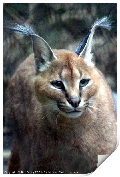 Caracal Print by Ray Putley