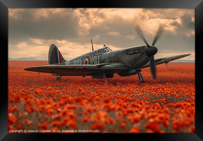 Classic spitfire aircraft, perched in a field of red poppies celebrating the Battle of Britain Memorial Framed Print by Joaquin Corbalan