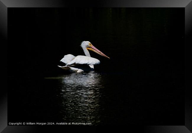 American White Pelican on Black Background with Reflective Light Framed Print by William Morgan