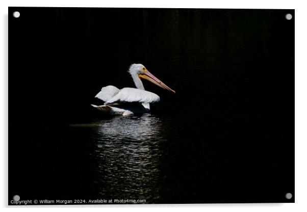 American White Pelican on Black Background with Reflective Light Acrylic by William Morgan