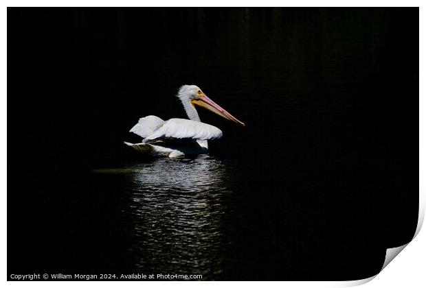 American White Pelican on Black Background with Reflective Light Print by William Morgan