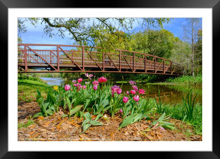 Spring Tulips and Foot Bridge in City Park Framed Mounted Print by William Morgan