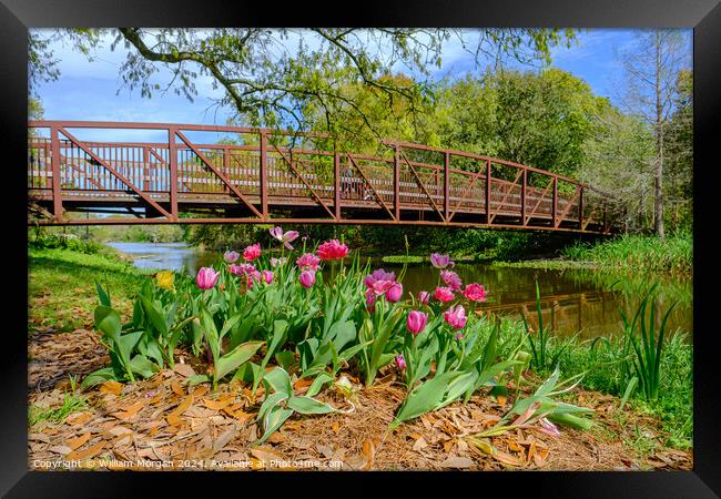 Spring Tulips and Foot Bridge in City Park Framed Print by William Morgan
