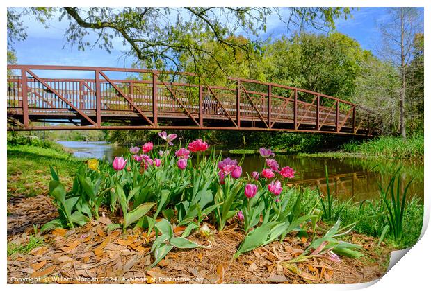Spring Tulips and Foot Bridge in City Park Print by William Morgan