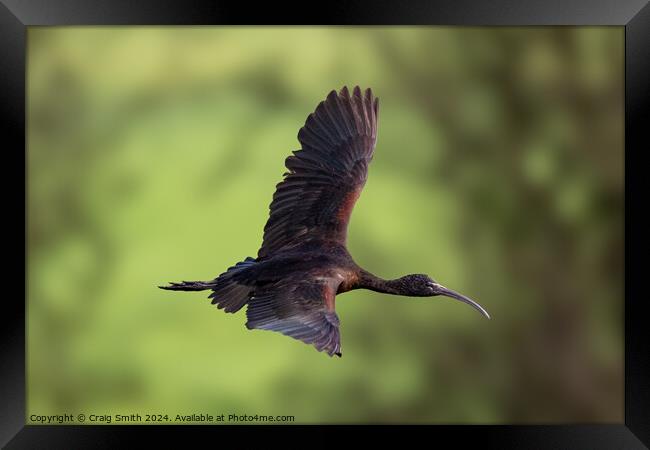 Glossy Ibis Framed Print by Craig Smith