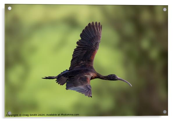 Glossy Ibis Acrylic by Craig Smith