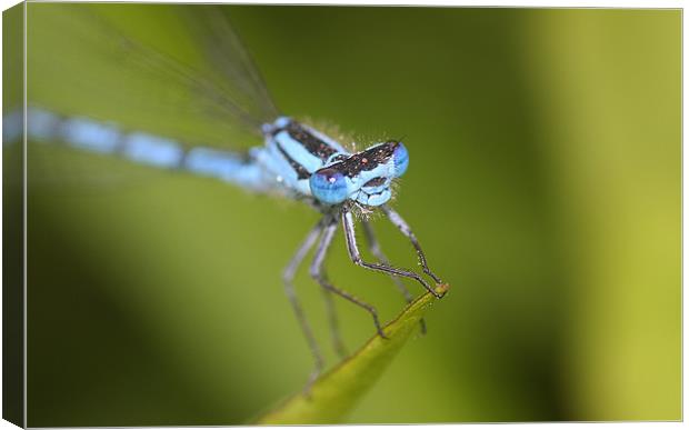 What big eyes you have. Canvas Print by paul cowles