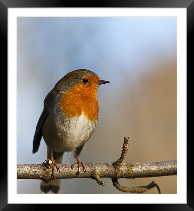 Winters Robin. Framed Mounted Print by paul cowles
