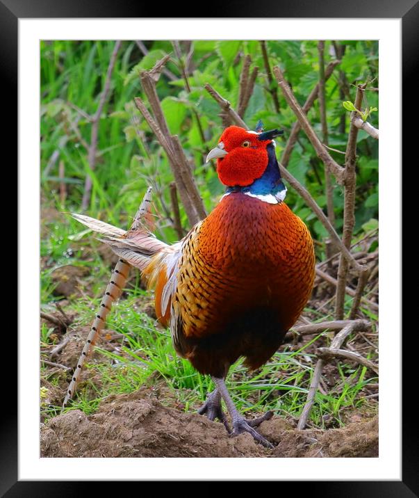 Cock Pheasant Framed Mounted Print by Bryan 4Pics