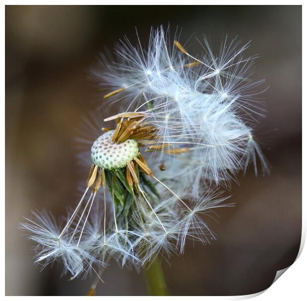 Dandelion Seeds Print by Bryan 4Pics