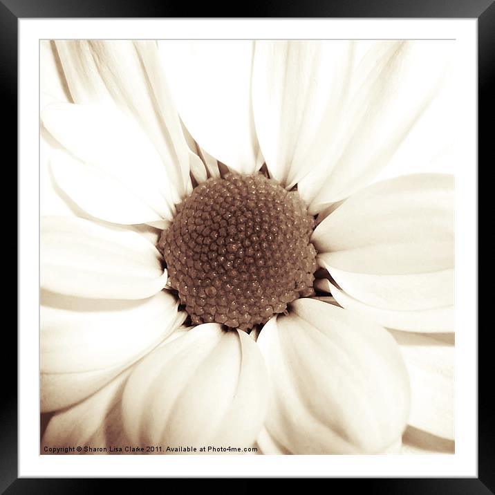 Chrysanthemum Framed Mounted Print by Sharon Lisa Clarke