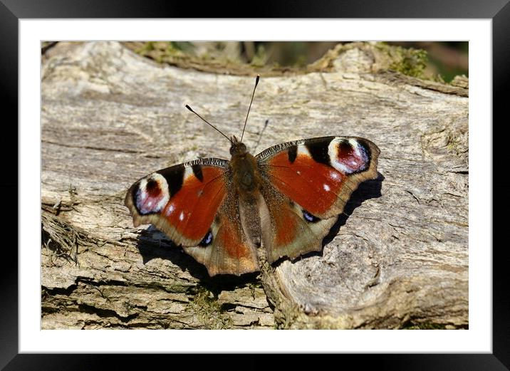 Peacock Butterfly Framed Mounted Print by Bryan 4Pics