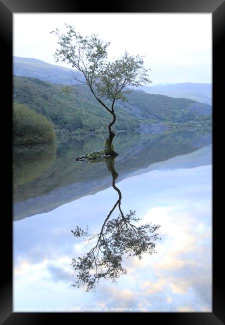 Lone tree  Framed Print by Alan Hunt