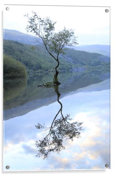 Lone tree  Acrylic by Alan Hunt