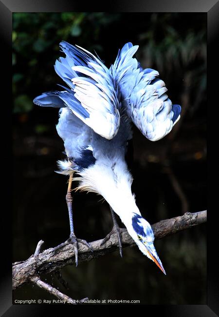 Heron Framed Print by Ray Putley