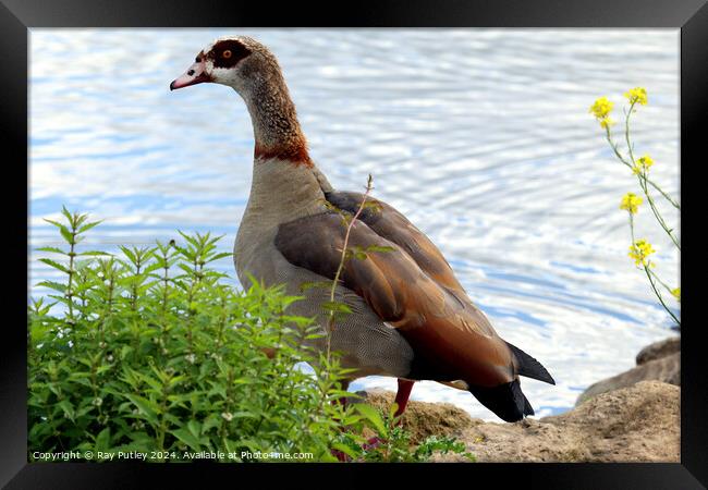 Egyptian Goose Framed Print by Ray Putley