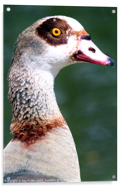 Egyptian Goose Acrylic by Ray Putley