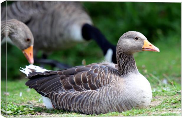Greylag Geese Canvas Print by Ray Putley