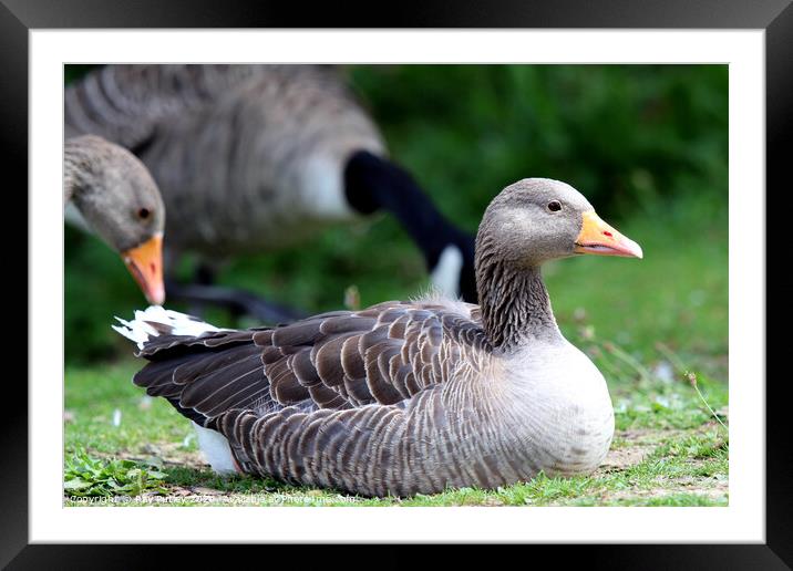 Greylag Geese Framed Mounted Print by Ray Putley