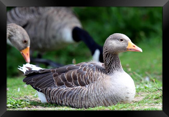 Greylag Geese Framed Print by Ray Putley