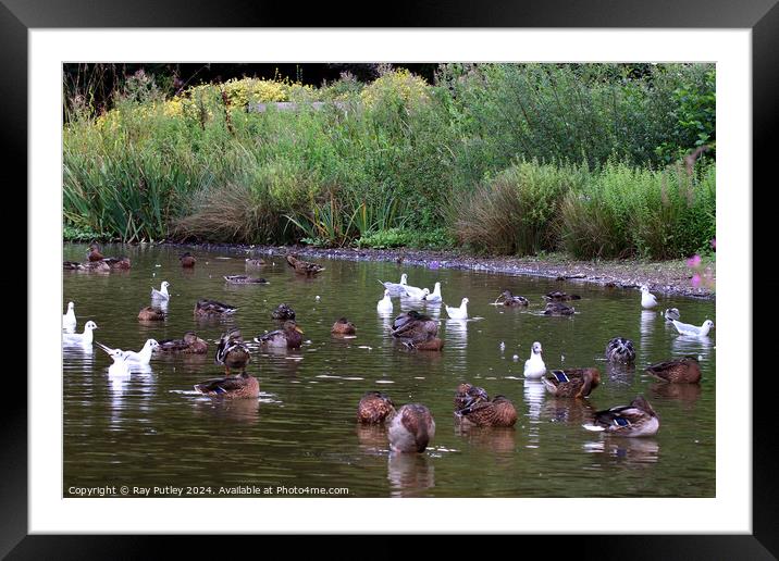 Waterfowl at the lakes edge Framed Mounted Print by Ray Putley
