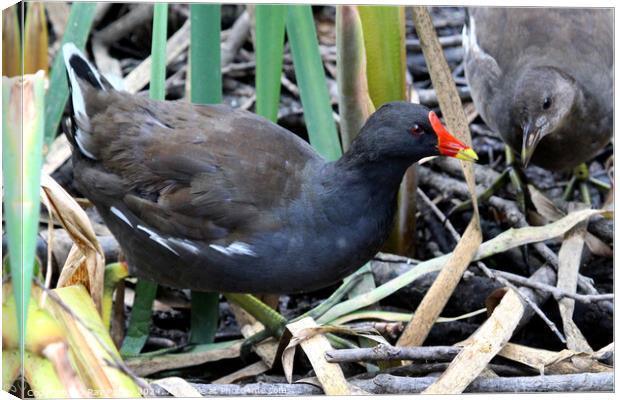 Common Moorhen Canvas Print by Ray Putley