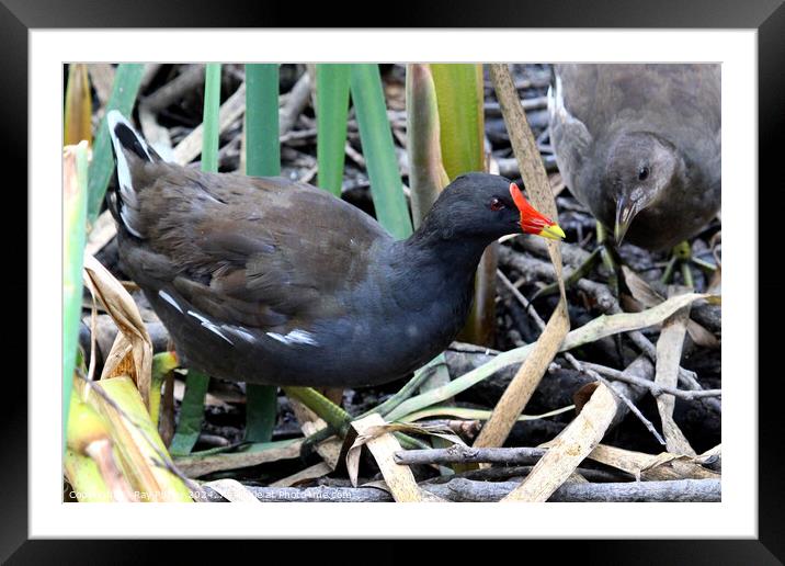 Common Moorhen Framed Mounted Print by Ray Putley