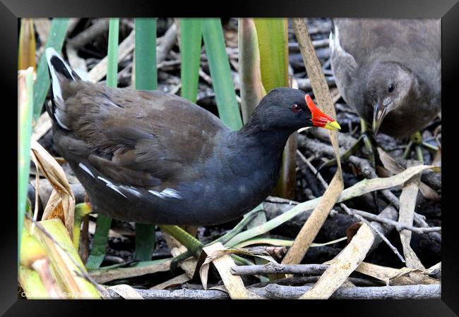 Common Moorhen Framed Print by Ray Putley