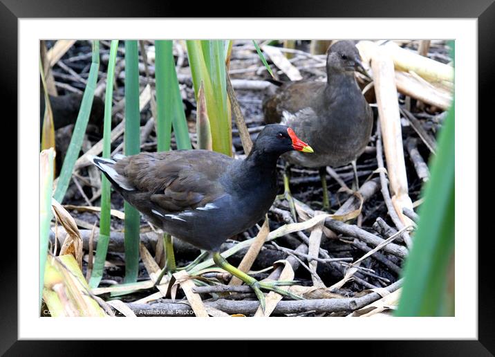 Common moorhen Framed Mounted Print by Ray Putley