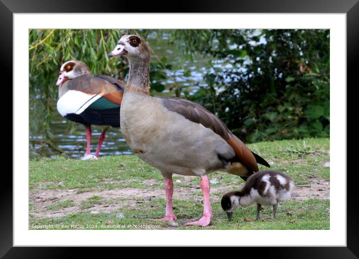 Egyptian Geese Framed Mounted Print by Ray Putley