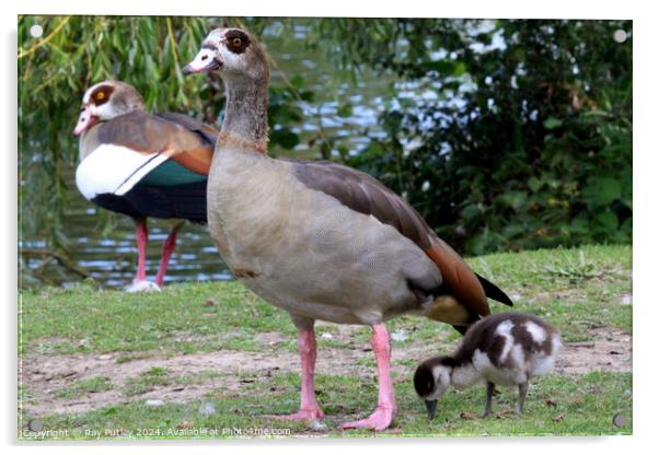 Egyptian Geese Acrylic by Ray Putley