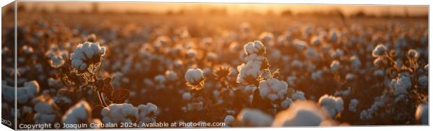 Panoramic of a cotton field at sunset. Canvas Print by Joaquin Corbalan