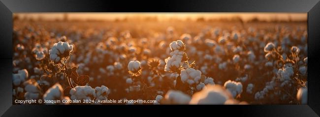 Panoramic of a cotton field at sunset. Framed Print by Joaquin Corbalan
