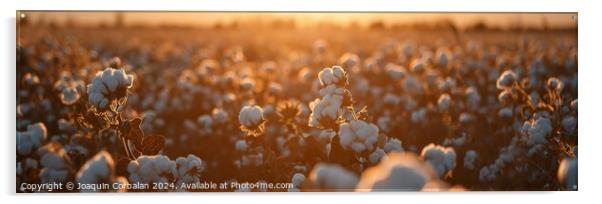 Panoramic of a cotton field at sunset. Acrylic by Joaquin Corbalan